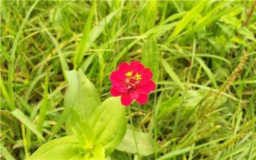 快速除花土小黑飞虫的方法 快速除花土小黑飞幼虫