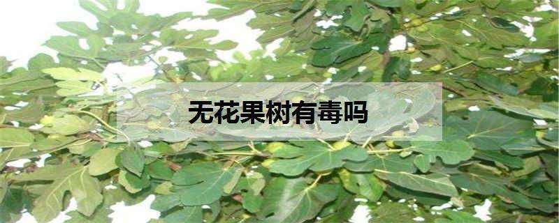 无花果树有毒吗 无花果树有毒吗会死吗