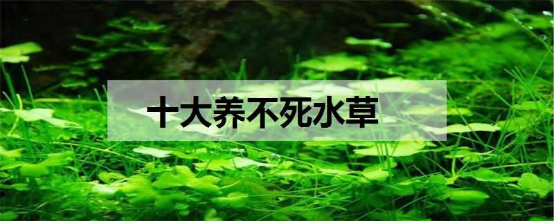 十大养不死水草（十大养不死水草小型）