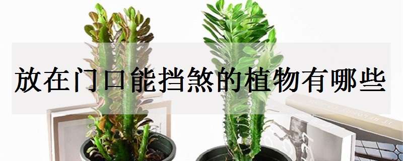 放在门口能挡煞的植物有哪些（门口放什么植物可以挡煞）