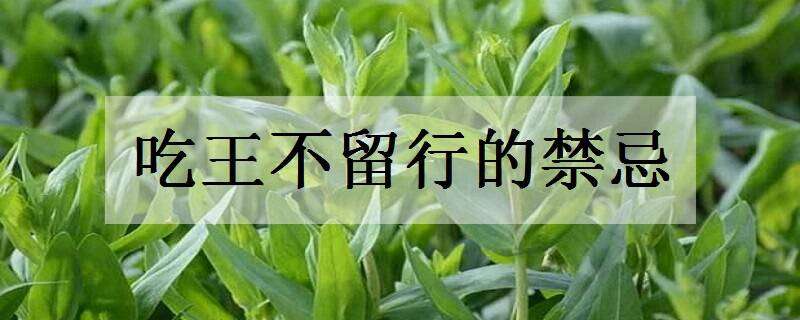 吃王不留行的禁忌