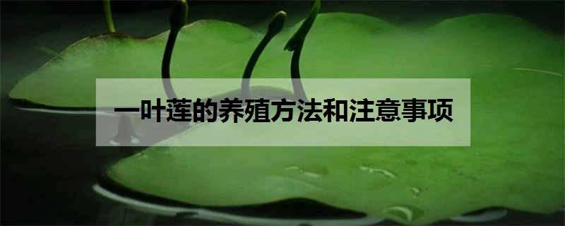 一叶莲的养殖方法和注意事项 一叶莲的养殖方法和注意事项莲