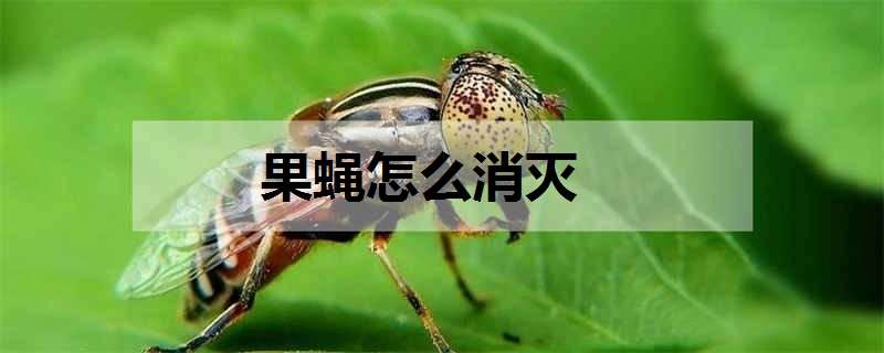 果蝇怎么消灭（夏天果蝇怎么消灭）