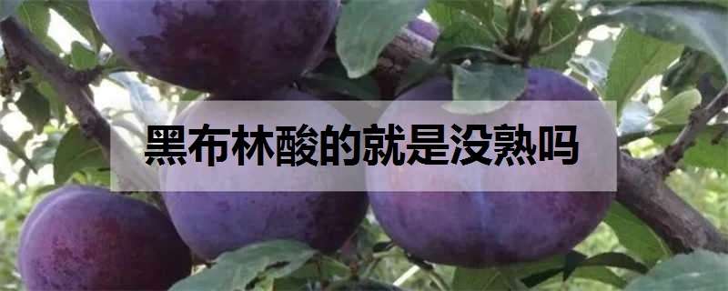 黑布林酸的就是没熟吗 