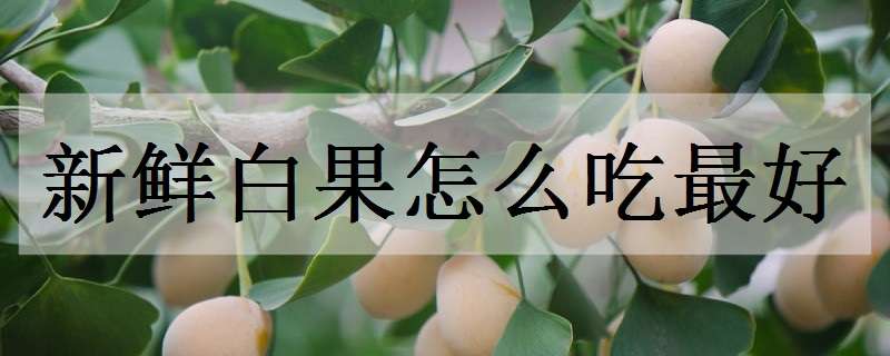 新鮮白果怎么吃最好