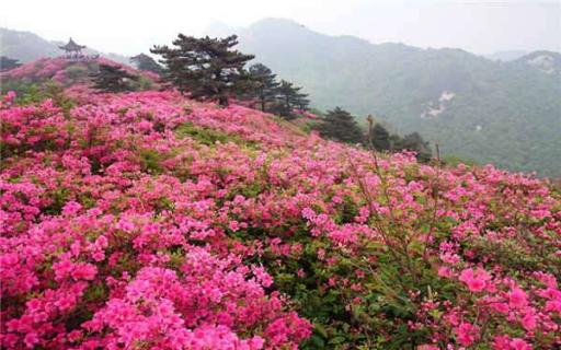 杜鹃花什么季节开花（杜鹃花一年开几次）