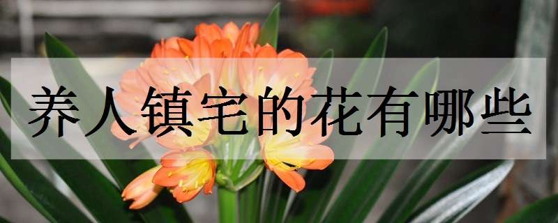 養(yǎng)人鎮(zhèn)宅的花有哪些 可以鎮(zhèn)宅的花