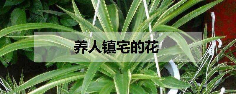 養(yǎng)人鎮(zhèn)宅的花（養(yǎng)人鎮(zhèn)宅的花是什么花）