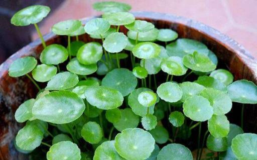 水培銅錢草怎樣過冬