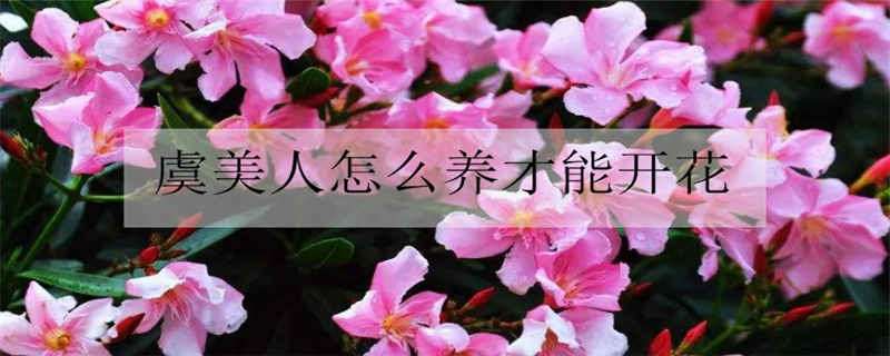 虞美人怎么养才能开花（虞美人的花怎么养）