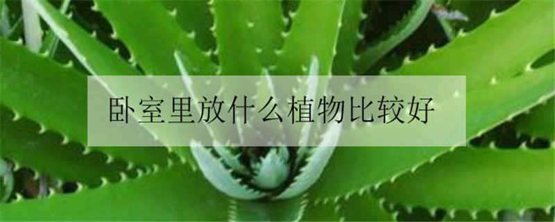 卧室里放什么植物比较好（卧室里放什么植物比较好图片）