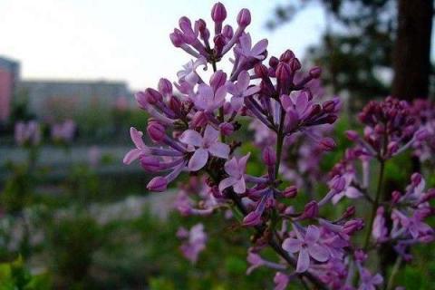 丁香花什么時(shí)候開花 花期有多長