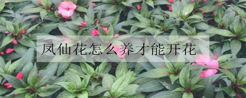 凤仙花怎么养才能开花（凤仙花怎么养才能开花呢）