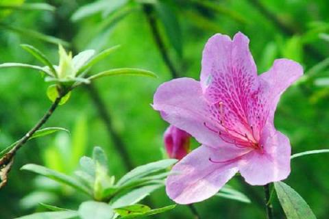 干杜鵑花泡多久能開花（干枝杜鵑花泡多久能開花）