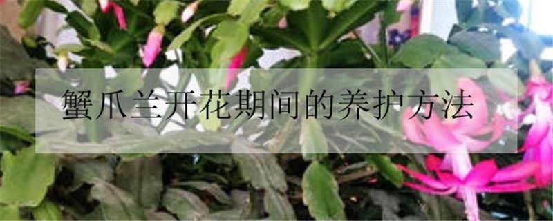 蟹爪兰开花期间的养护方法（蟹爪兰开花期间怎样养护）