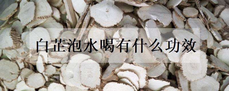 白芷泡水喝有什么功效 白芷泡水喝有什么功效用量是多少