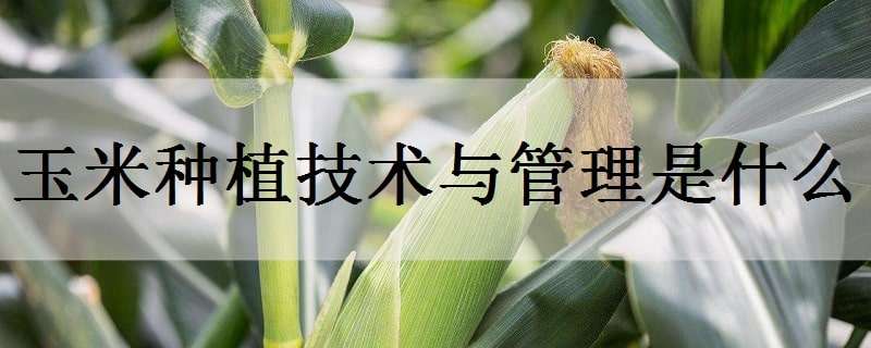 玉米种植技术与管理是什么（玉米种植技术与管理是什么专业类别）