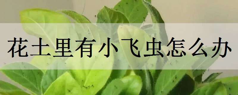 花土里有小飞虫怎么办（花的土壤里有小飞虫怎么办）