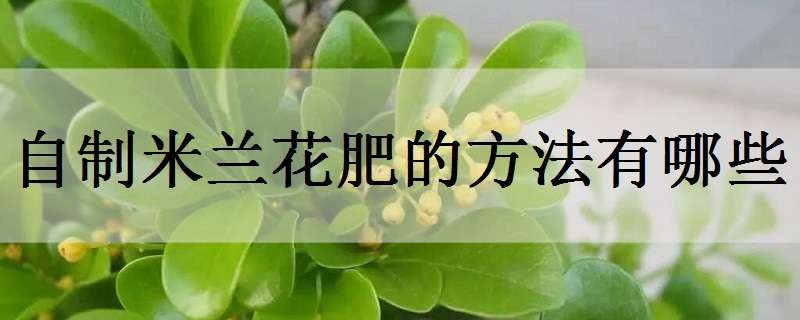 自制米兰花肥的方法有哪些（米兰花用什么花肥）