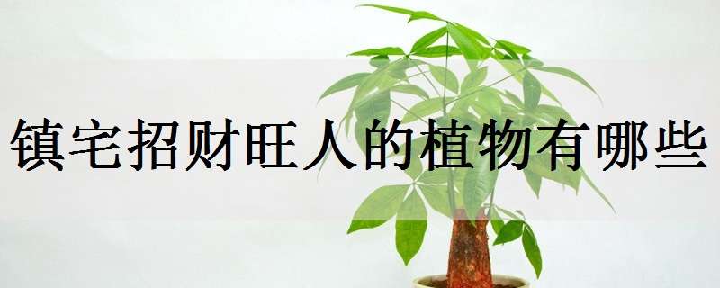 鎮(zhèn)宅招財旺人的植物有哪些（鎮(zhèn)宅招財旺人的植物有哪些名字）