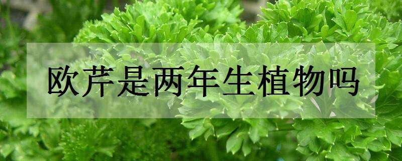 歐芹是兩年生植物嗎