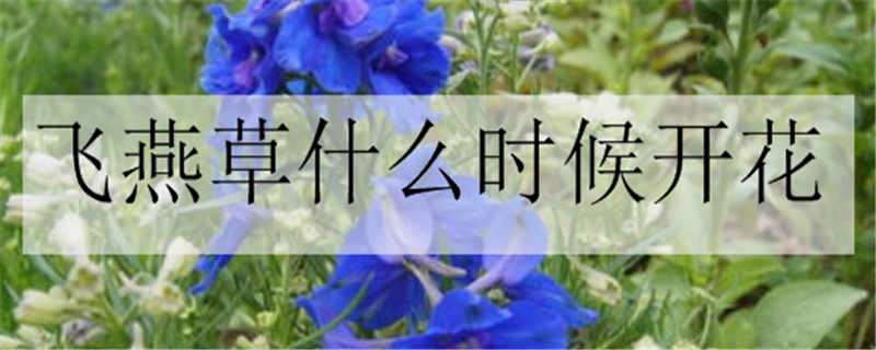 飛燕草什么時(shí)候開花