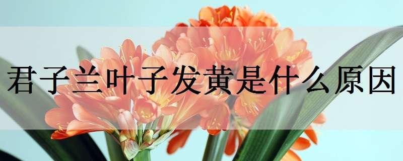 君子蘭葉子發(fā)黃是什么原因