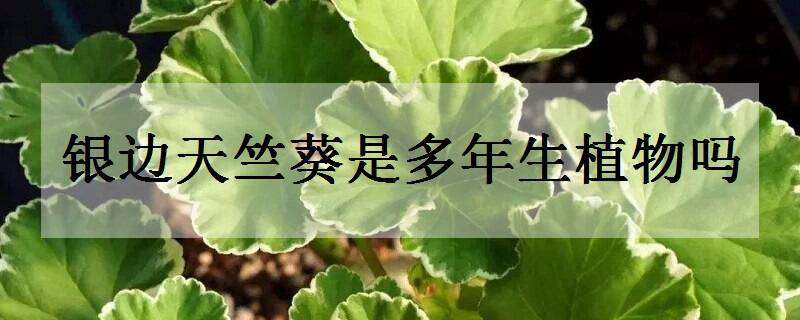 銀邊天竺葵是多年生植物嗎