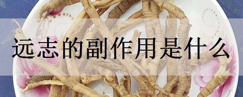 远志的副作用是什么 远志的副作用及用量