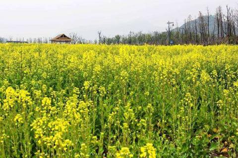 油菜种植时间和方法 北方什么时候种合适