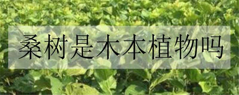 桑树是木本植物吗 桑树是木本还是草本