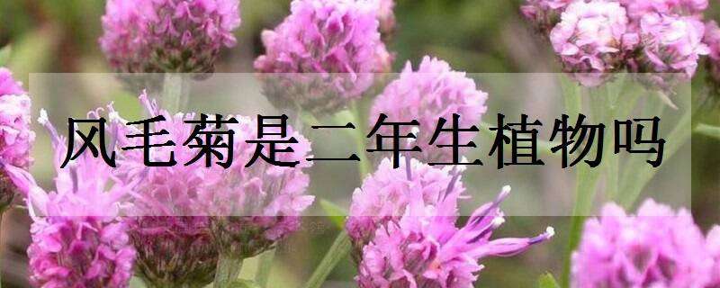 風(fēng)毛菊是二年生植物嗎