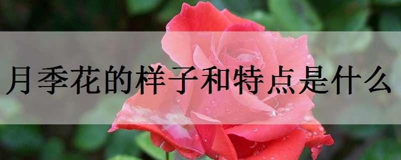 月季花的样子和特点是什么（月季花,有什么特点）