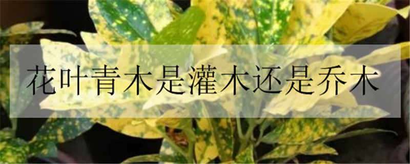 花葉青木是灌木還是喬木