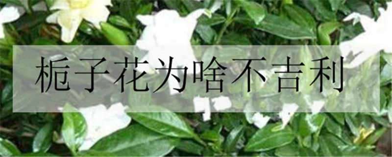 栀子花为啥不吉利 栀子花为啥不吉利有毒吗