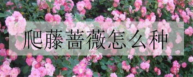 爬藤蔷薇怎么种