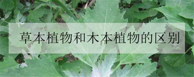 草本植物和木本植物的區(qū)別（草本植物和木本植物的區(qū)別是什么）