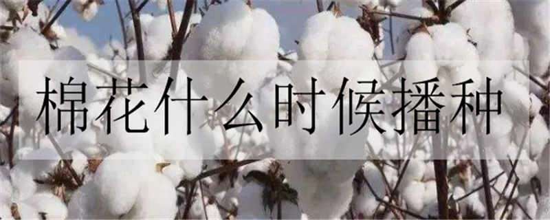 棉花什么時(shí)候播種