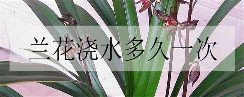 兰花浇水多久一次