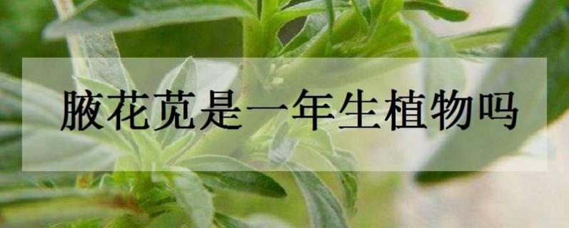 腋花苋是一年生植物吗