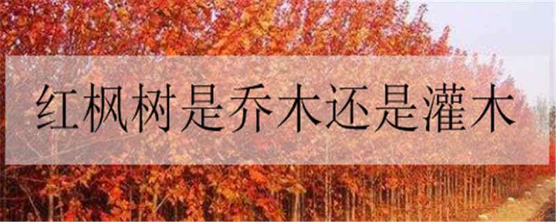 紅楓樹是喬木還是灌木