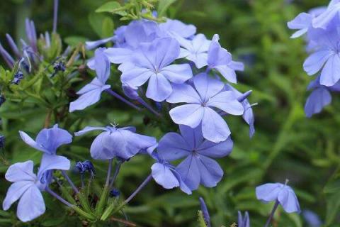 藍(lán)雪花怕曬嗎（三角梅怕曬嗎）