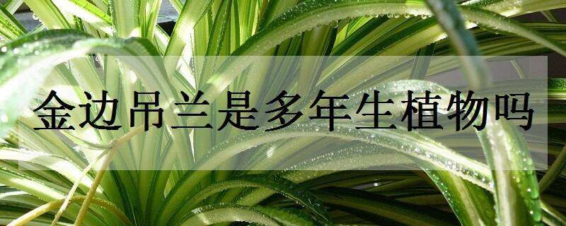 金边吊兰是多年生植物吗