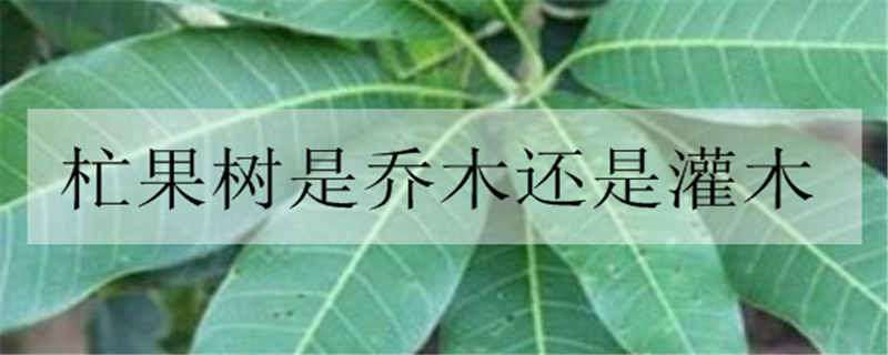 杧果樹(shù)是喬木還是灌木