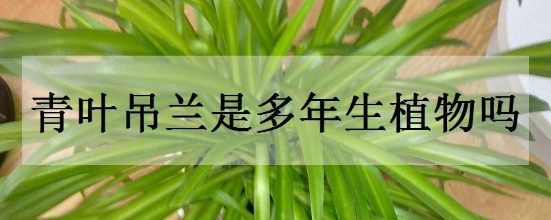 青葉吊蘭是多年生植物嗎