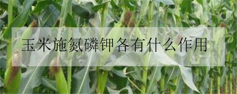 玉米施氮磷钾各有什么作用 氮肥对玉米的作用及功能