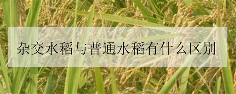 雜交水稻與普通水稻有什么區(qū)別