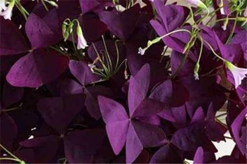 紫叶酢浆草怎么养才能更茂盛