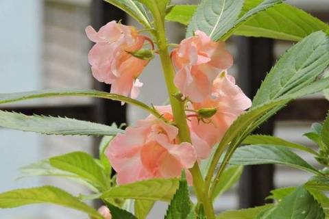 鳳仙花幾月份種植最好