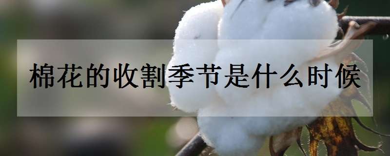 棉花的收割季节是什么时候